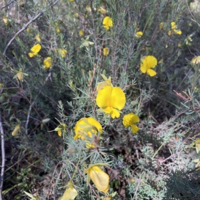 Gompholobium huegelii (Pale Wedge Pea) at Jerrabomberra, NSW - 10 Dec 2022 by Mavis