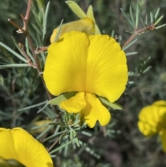 Gompholobium huegelii at Jerrabomberra, NSW - 10 Dec 2022