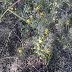 Gompholobium huegelii at Jerrabomberra, NSW - 10 Dec 2022