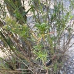 Lepidium africanum (Common Peppercress) at Jerrabomberra, NSW - 10 Dec 2022 by Mavis