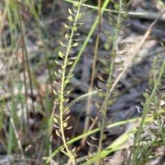 Lepidium africanum at Jerrabomberra, NSW - 10 Dec 2022