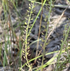 Lepidium africanum at Jerrabomberra, NSW - 10 Dec 2022 03:43 PM