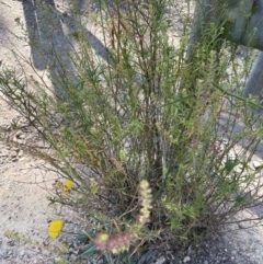 Lepidium africanum at Jerrabomberra, NSW - 10 Dec 2022