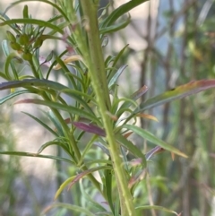Lepidium africanum at Jerrabomberra, NSW - 10 Dec 2022