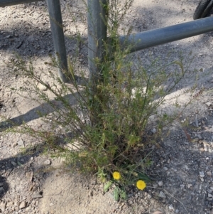 Lepidium africanum at Jerrabomberra, NSW - 10 Dec 2022