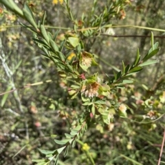 Pimelea linifolia subsp. linifolia at Jerrabomberra, NSW - 10 Dec 2022