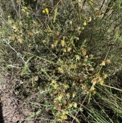 Pimelea linifolia subsp. linifolia at Jerrabomberra, NSW - 10 Dec 2022 03:39 PM