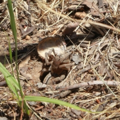 Portacosa cinerea (Grey wolf spider) at Higgins, ACT - 10 Dec 2022 by Trevor