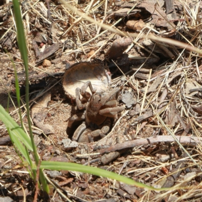 Portacosa cinerea (Grey wolf spider) at Higgins, ACT - 10 Dec 2022 by Trevor