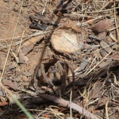 Portacosa cinerea at Higgins, ACT - 10 Dec 2022 11:30 AM