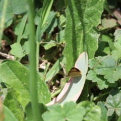 Ocybadistes walkeri (Green Grass-dart) at Murrumbateman, NSW - 10 Dec 2022 by amiessmacro