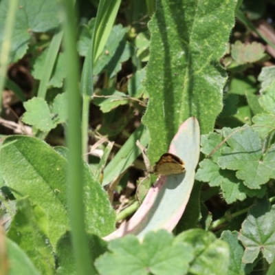 Ocybadistes walkeri (Green Grass-dart) at Murrumbateman, NSW - 10 Dec 2022 by amiessmacro