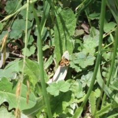 Ocybadistes walkeri at Murrumbateman, NSW - 10 Dec 2022 01:28 PM