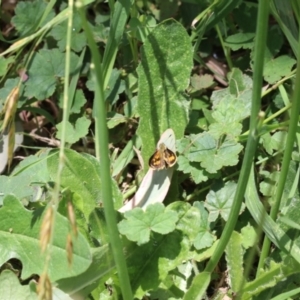 Ocybadistes walkeri at Murrumbateman, NSW - 10 Dec 2022 01:28 PM