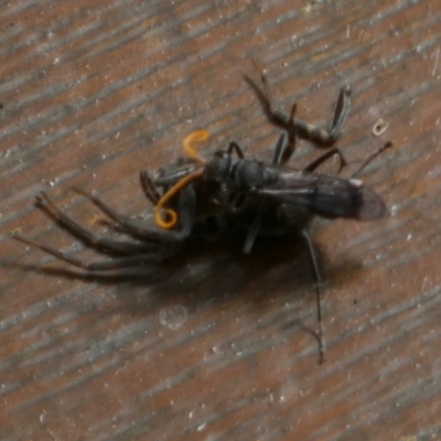 Fabriogenia sp. (genus) (Spider wasp) at Queanbeyan, NSW - 6 Dec 2022 by Paul4K
