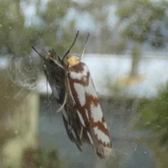 Myrascia trijugella (A Concealer moth) at Boro - 7 Dec 2022 by Paul4K