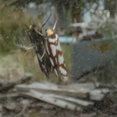 Myrascia trijugella at Borough, NSW - suppressed