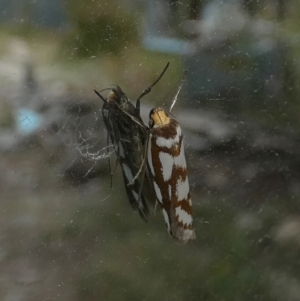 Myrascia trijugella at Borough, NSW - suppressed