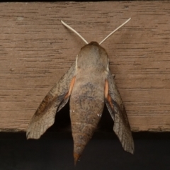Hippotion scrofa (Coprosma Hawk Moth) at Boro - 7 Dec 2022 by Paul4K