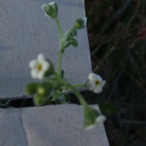 Hackelia suaveolens at Borough, NSW - 8 Dec 2022