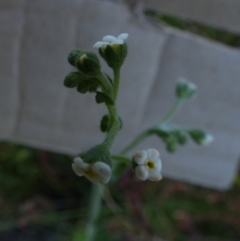 Hackelia suaveolens at Borough, NSW - 8 Dec 2022