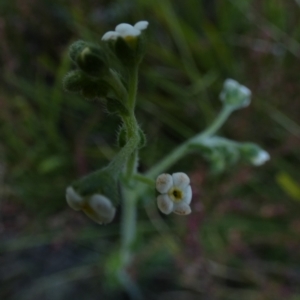 Hackelia suaveolens at Borough, NSW - 8 Dec 2022