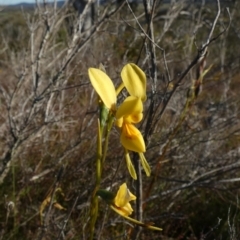 Diuris aurea (Golden Donkey Orchid) at Borough, NSW - 8 Dec 2022 by Paul4K