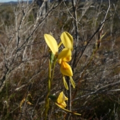 Diuris aurea (Golden Donkey Orchid) at Borough, NSW - 7 Dec 2022 by Paul4K