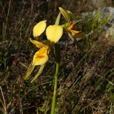 Diuris aurea (Golden Donkey Orchid) at Boro - 7 Dec 2022 by Paul4K