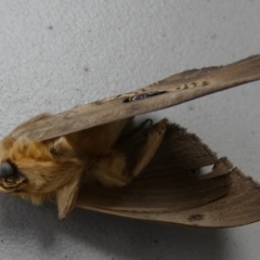 Dasypodia selenophora (Southern old lady moth) at Borough, NSW - 8 Dec 2022 by Paul4K