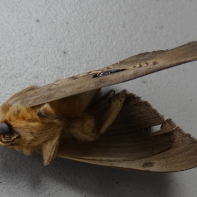 Dasypodia selenophora (Southern old lady moth) at Borough, NSW - 8 Dec 2022 by Paul4K