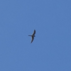 Falco cenchroides (Nankeen Kestrel) at Cotter Reserve - 3 Oct 2022 by Birdy