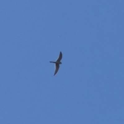 Falco cenchroides (Nankeen Kestrel) at Coree, ACT - 3 Oct 2022 by Amata