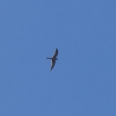 Falco cenchroides (Nankeen Kestrel) at Cotter Reservoir - 3 Oct 2022 by Birdy