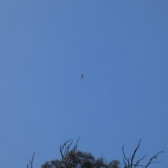 Falco cenchroides at Coree, ACT - 3 Oct 2022 02:01 PM