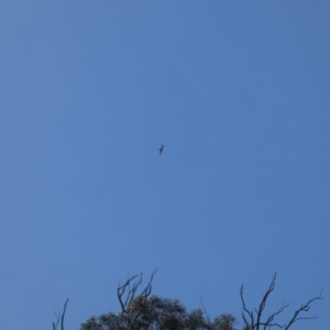 Falco cenchroides at Coree, ACT - 3 Oct 2022