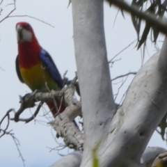 Platycercus eximius (Eastern Rosella) at Boro - 8 Dec 2022 by Paul4K