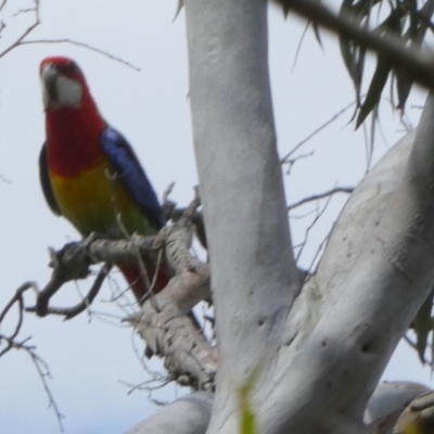 Platycercus eximius (Eastern Rosella) at Boro - 8 Dec 2022 by Paul4K