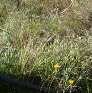 Austrostipa scabra at Borough, NSW - 13 Dec 2022