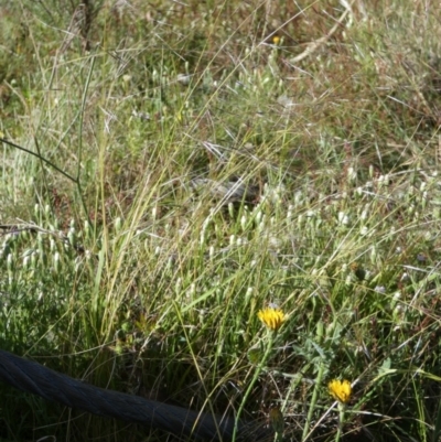 Austrostipa scabra (Corkscrew Grass, Slender Speargrass) at QPRC LGA - 13 Dec 2022 by Paul4K