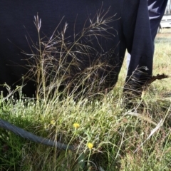 Austrostipa scabra at Borough, NSW - 13 Dec 2022