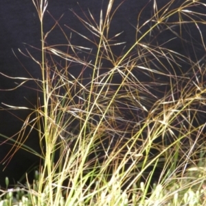 Austrostipa scabra at Borough, NSW - 13 Dec 2022