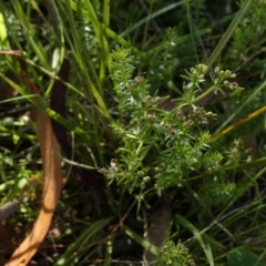 Asperula conferta (Common Woodruff) at Boro - 8 Dec 2022 by Paul4K