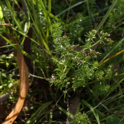 Asperula conferta (Common Woodruff) at Borough, NSW - 8 Dec 2022 by Paul4K