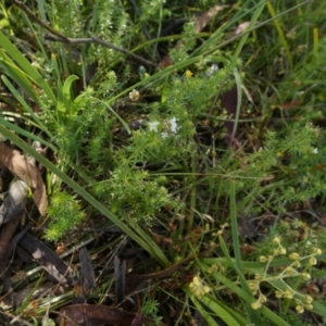 Asperula conferta at Borough, NSW - suppressed