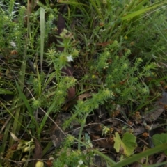 Asperula conferta at Borough, NSW - suppressed