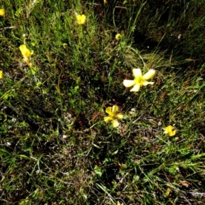 Ranunculus lappaceus at Borough, NSW - 8 Dec 2022