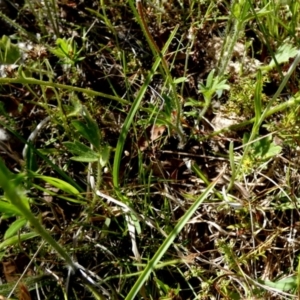 Ranunculus lappaceus at Borough, NSW - 8 Dec 2022