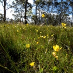 Ranunculus lappaceus at Borough, NSW - 8 Dec 2022