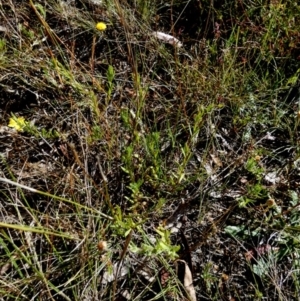 Leptorhynchos squamatus subsp. squamatus at Borough, NSW - suppressed